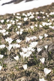 white flowers on brown soil