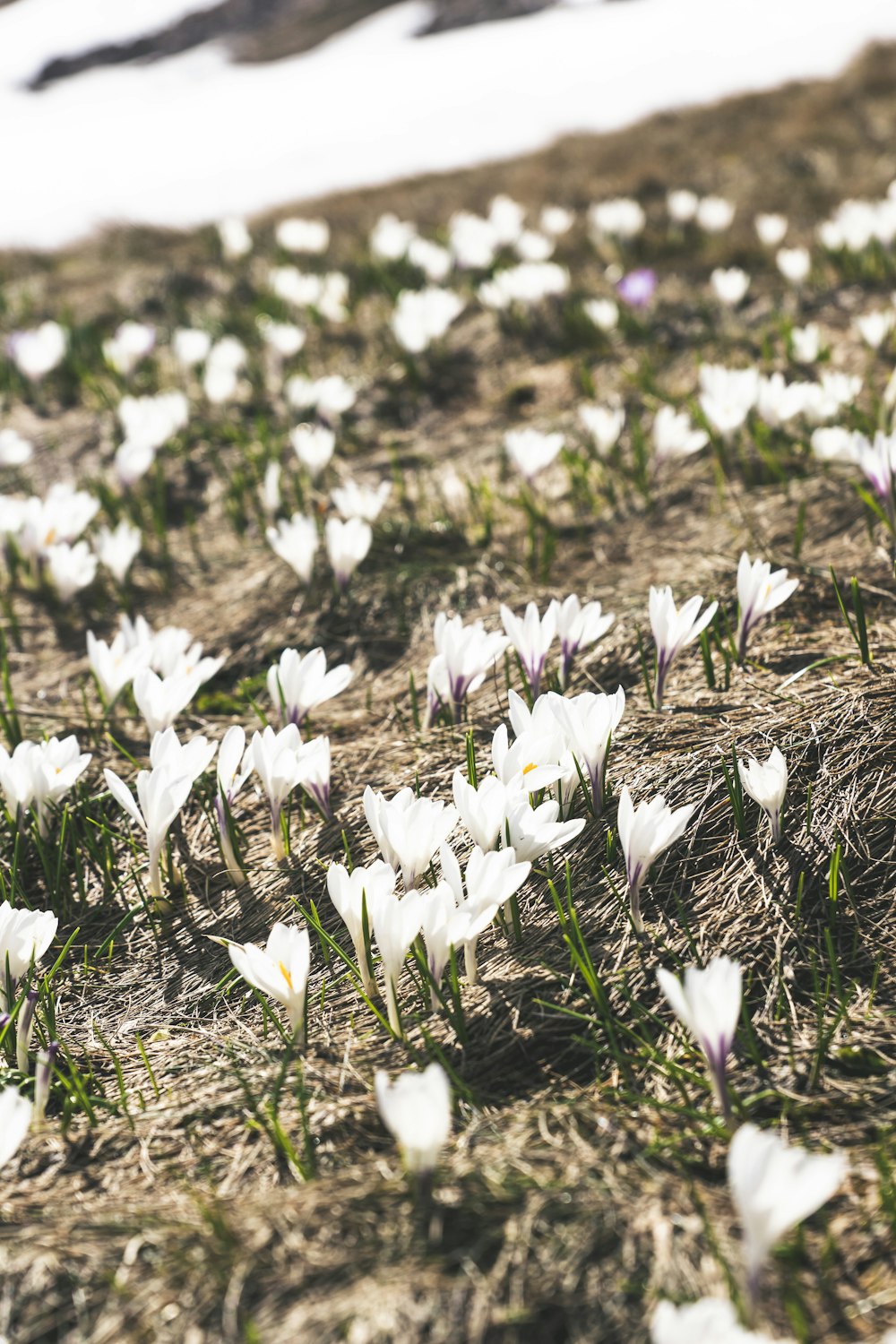white flowers on brown soil