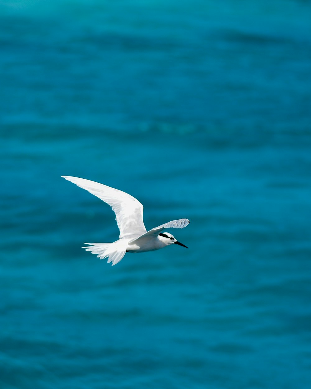 white bird flying over the sea during daytime