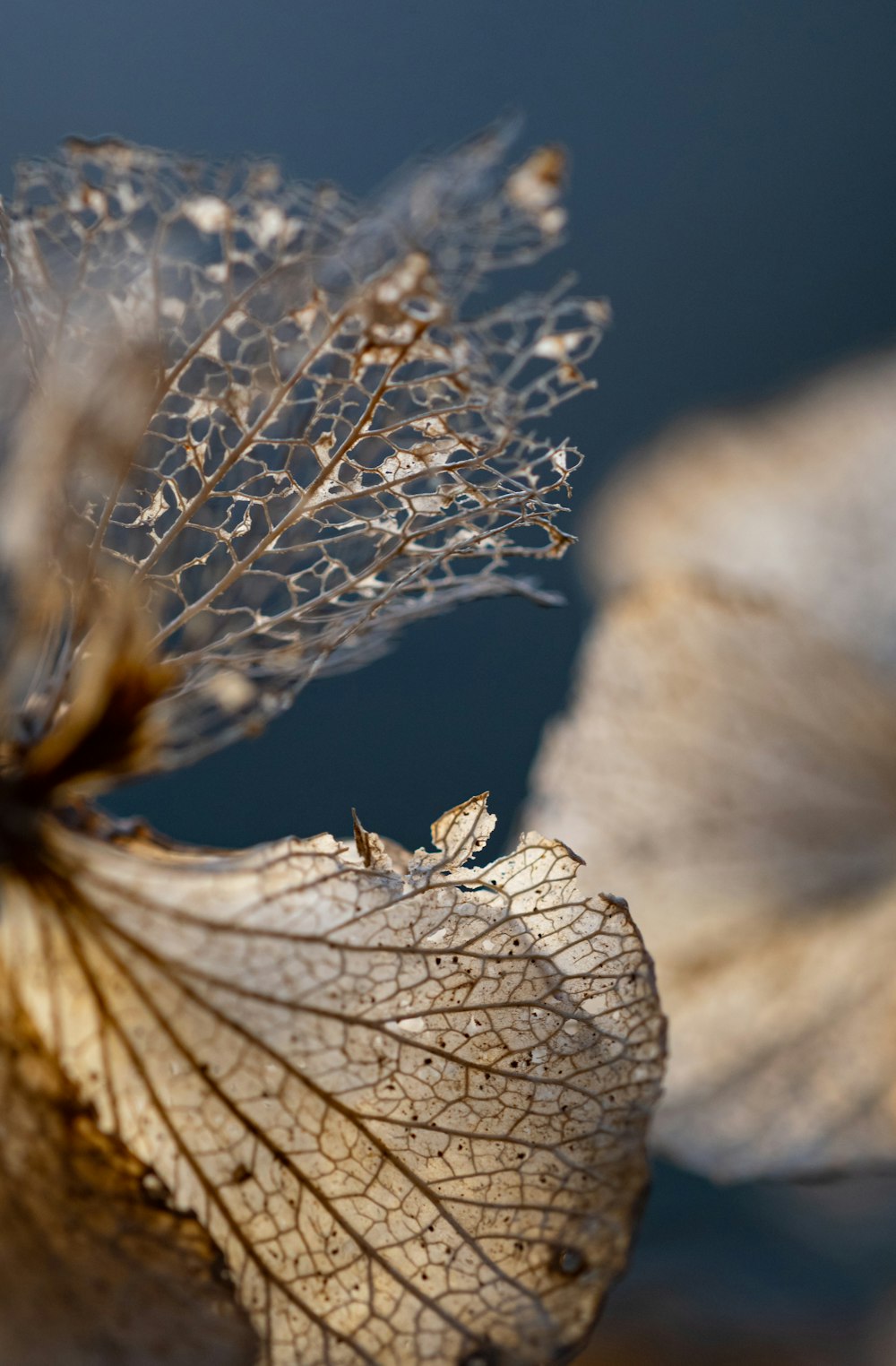 Hoja blanca y marrón en fotografía de primer plano