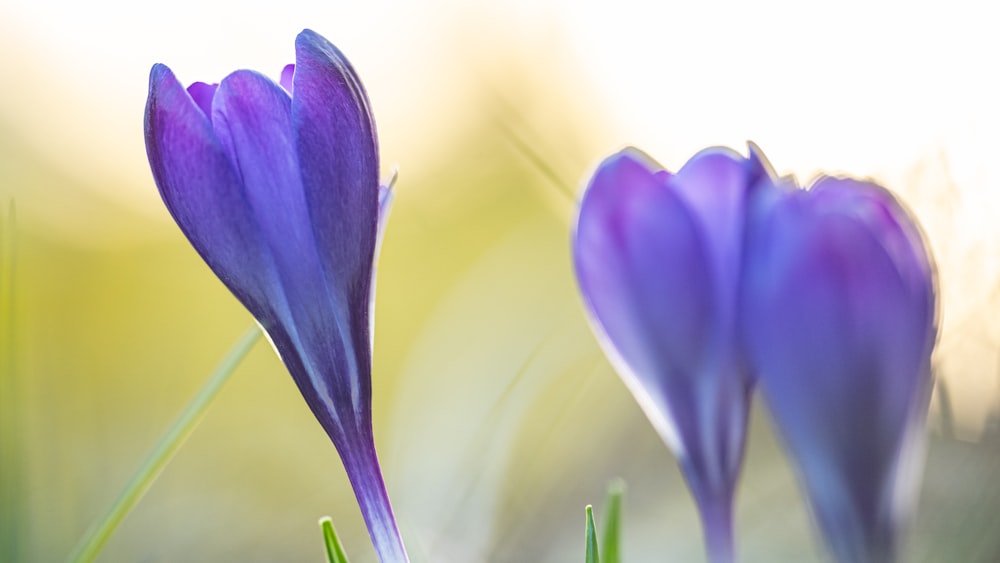 purple flower in macro shot