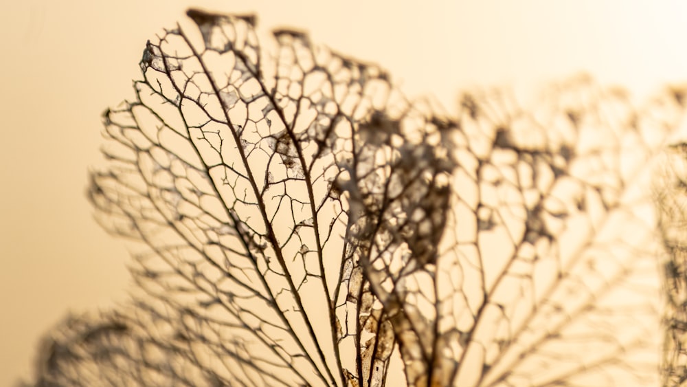 grayscale photo of leafless tree