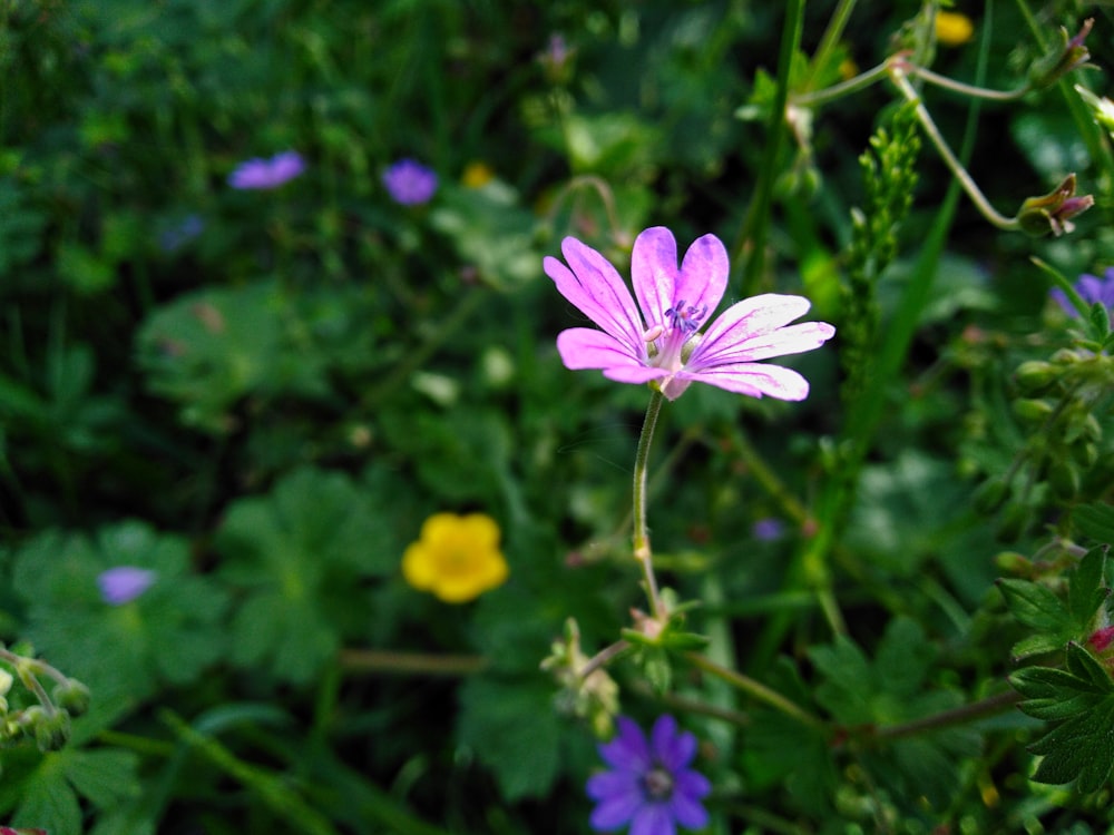 purple and yellow flower in tilt shift lens