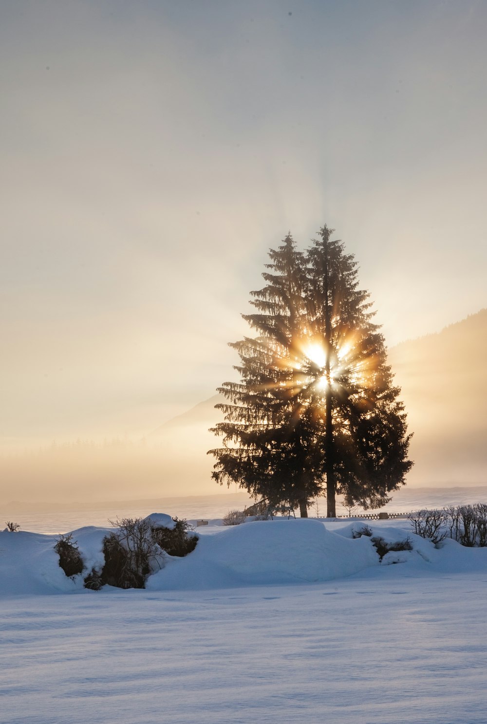 grüner Baum tagsüber auf schneebedecktem Boden