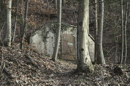 A small, rustic stone structure with a metal door sits among tall trees in a dense forest. The ground is covered with fallen leaves, and the building is partially overgrown with ivy. The door has graffiti on it.