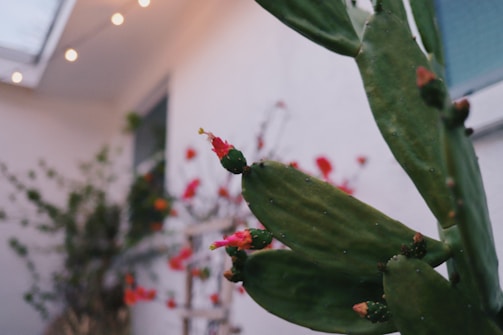 A close-up of a cactus plant with green leaves and small red flowers. In the blurred background, there are more cactus plants and foliage against a white wall. The setting appears to be outdoors, with some string lights hanging above.