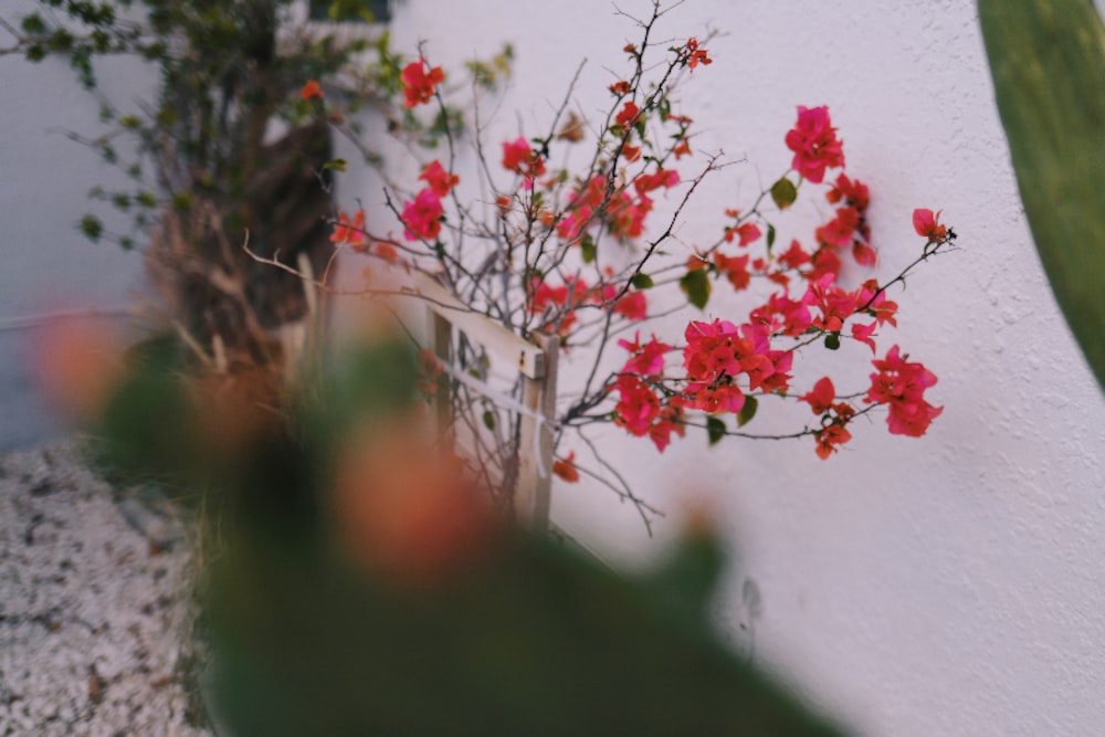 red flowers with green leaves