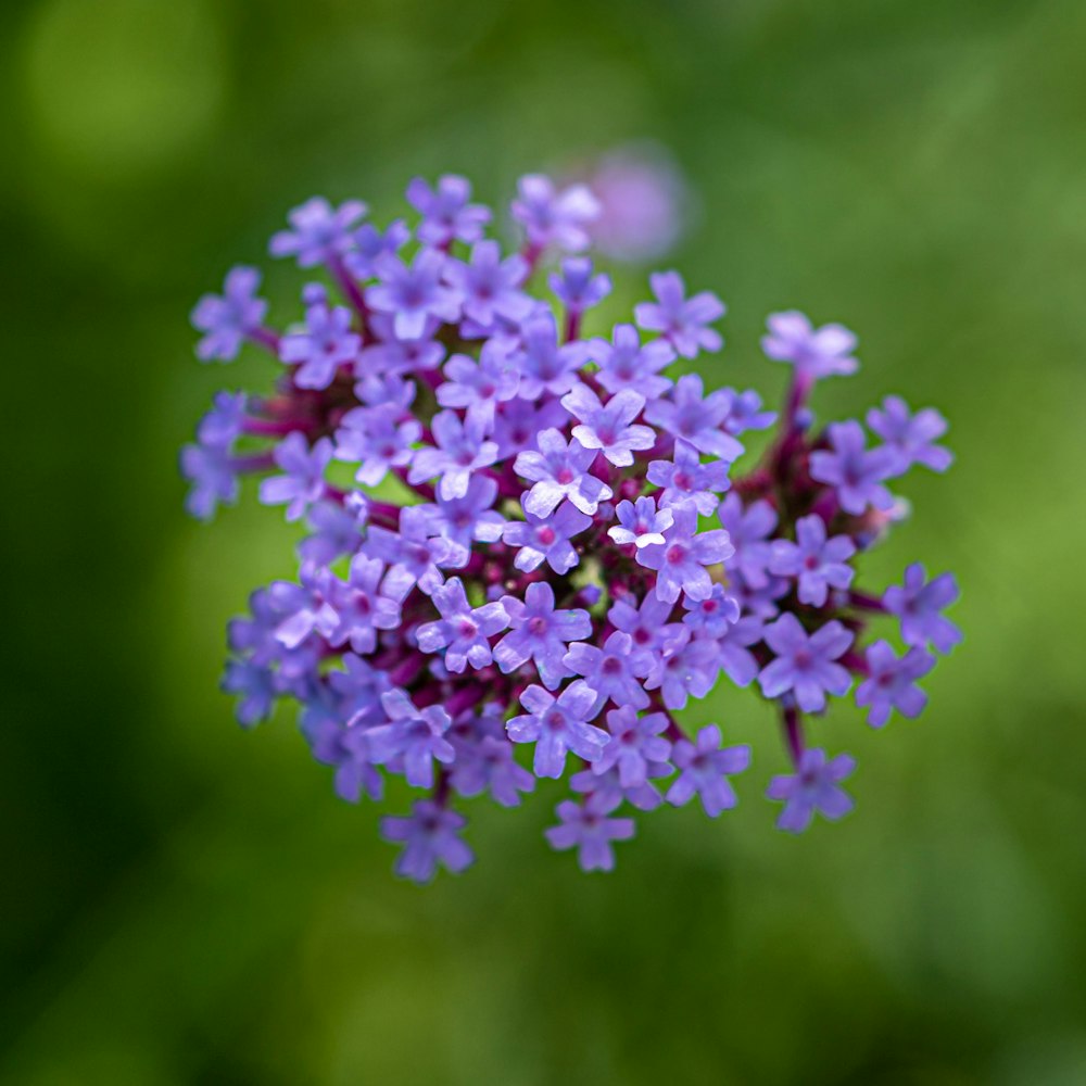 flor púrpura en lente de cambio de inclinación