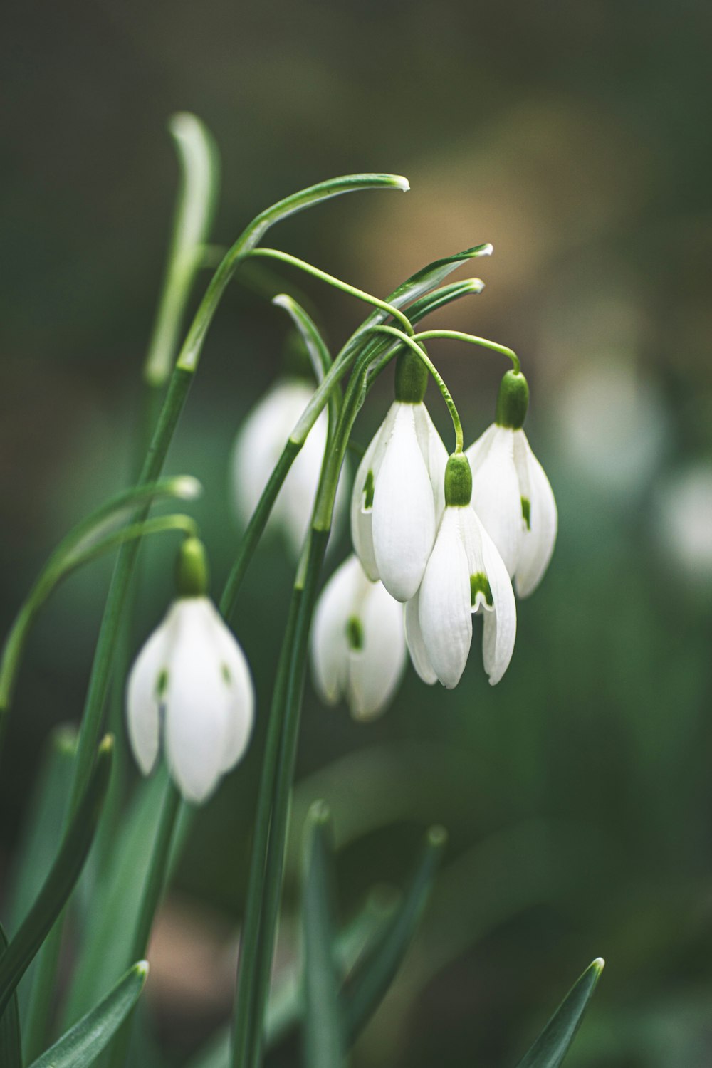 white flowers in tilt shift lens