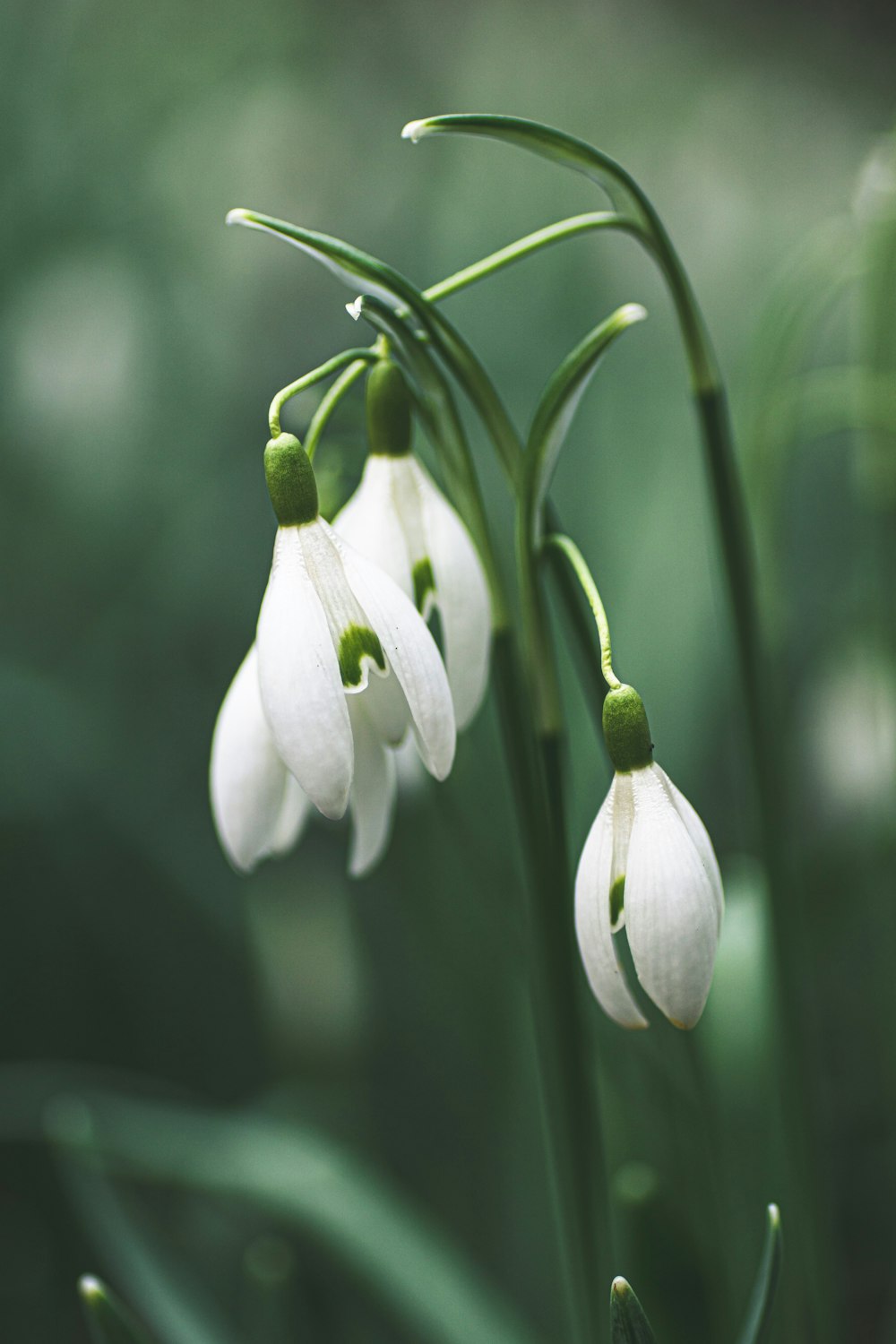 white flower in tilt shift lens