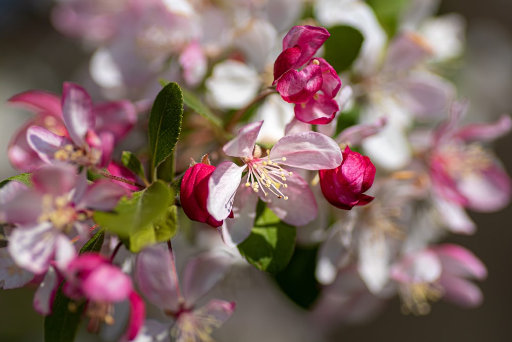 pink and white flower in tilt shift lens