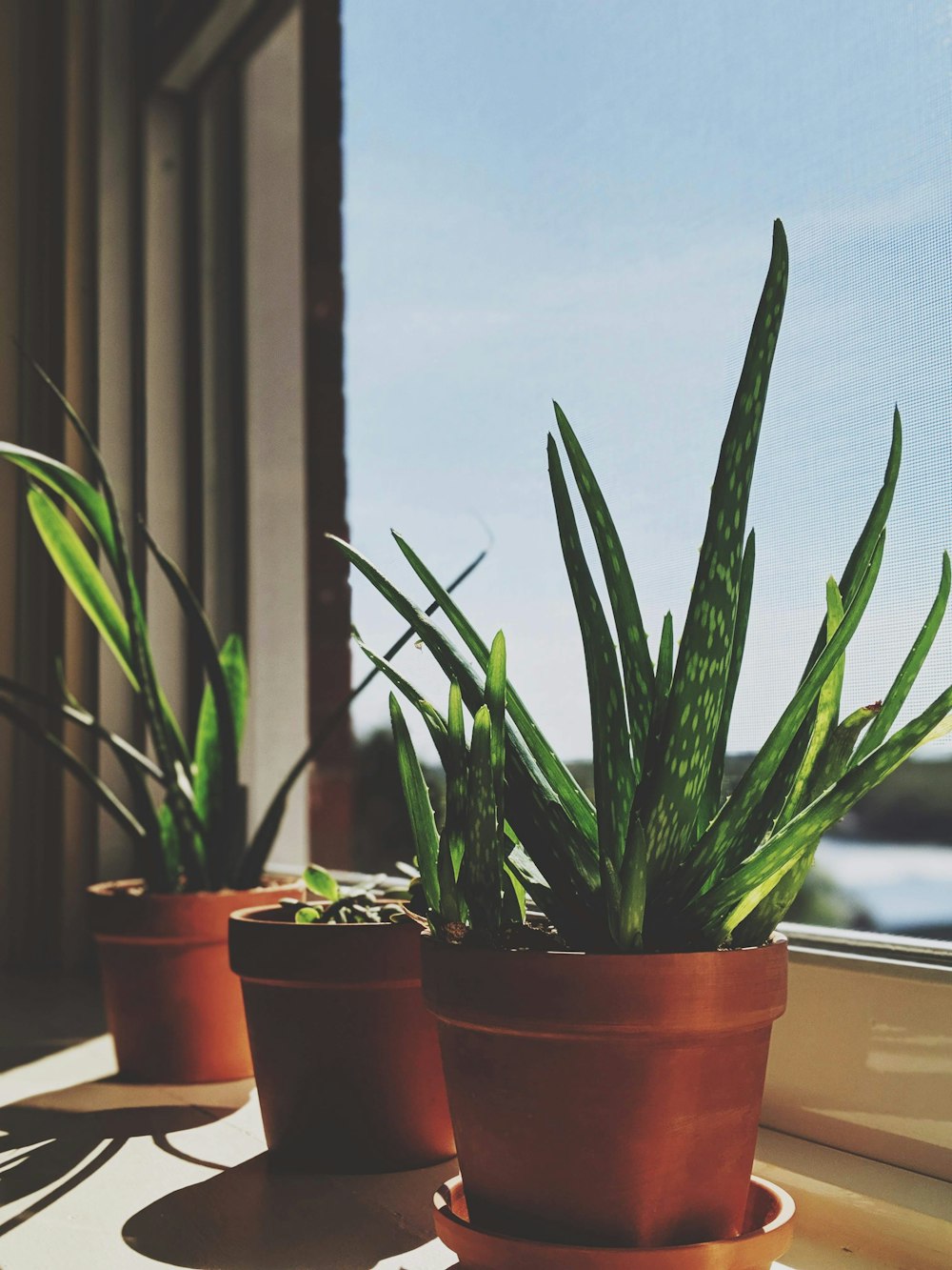 green snake plant on brown clay pot