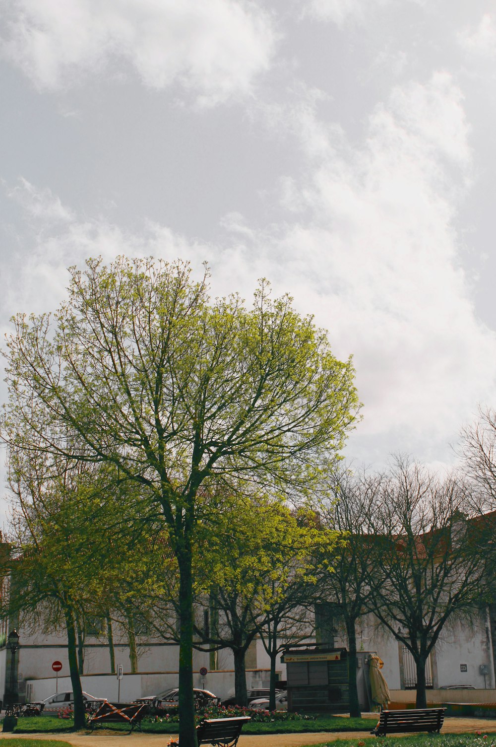 green trees under white clouds