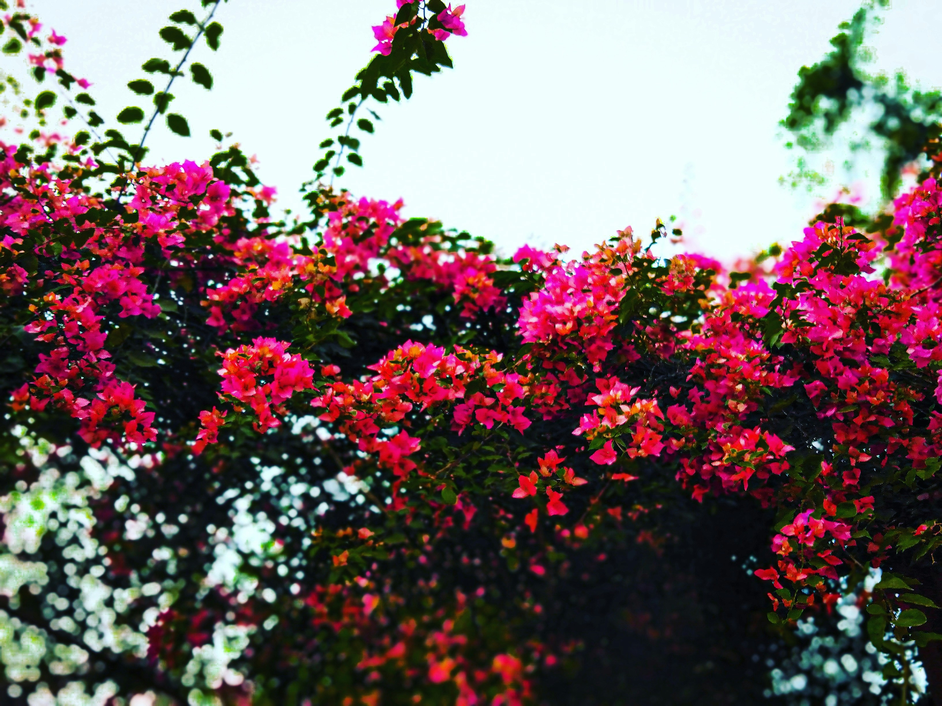 Photo by latifsarkar70