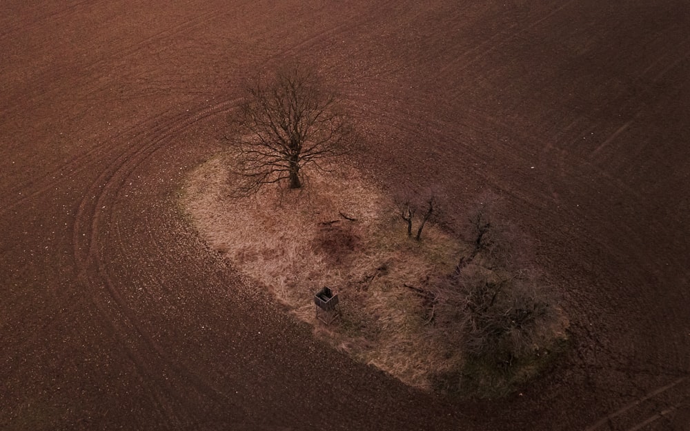 brown leafless tree on brown sand