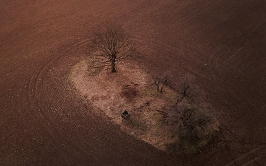 brown leafless tree on brown sand in Nógrád Hungary