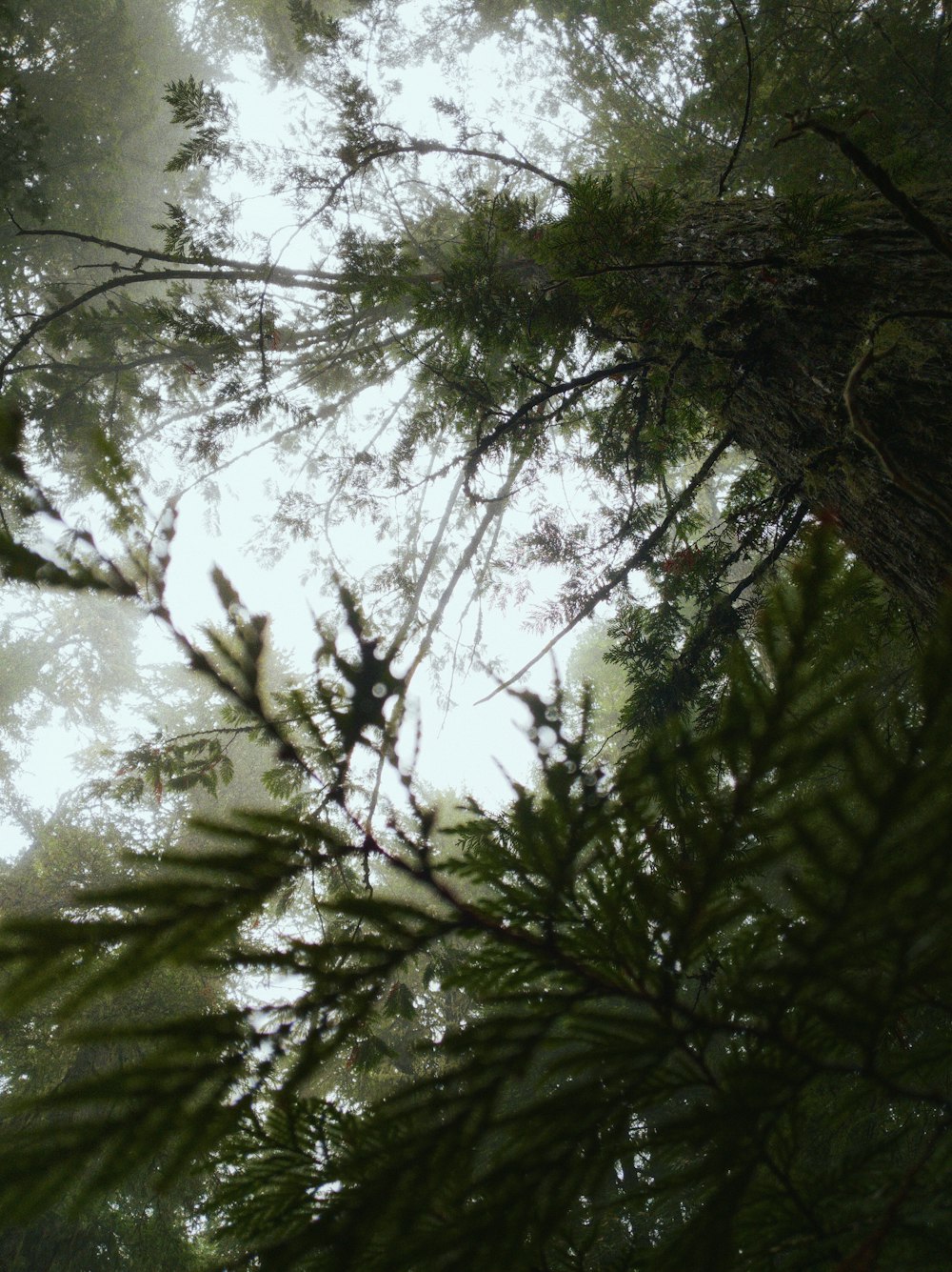 green leaf trees during daytime