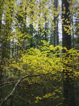 Detailed image of a sunlit forest with mist weaving between tall trees and lush greenery.
