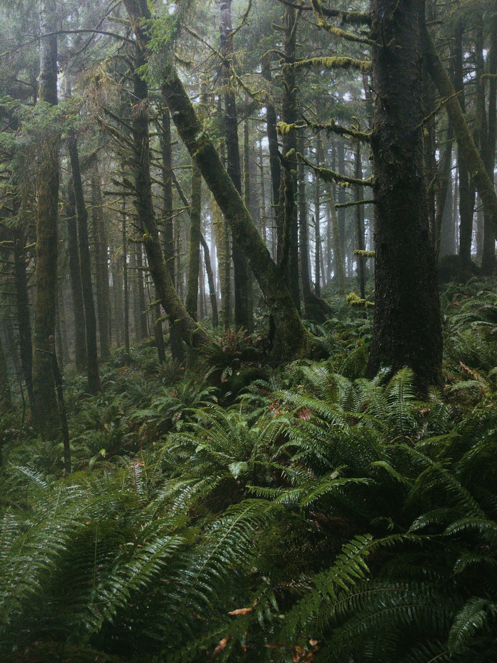 green plants and trees during daytime