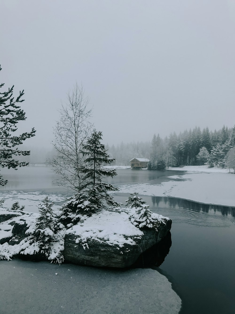 snow covered trees near river during daytime