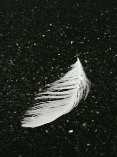 white feather on black and brown soil
