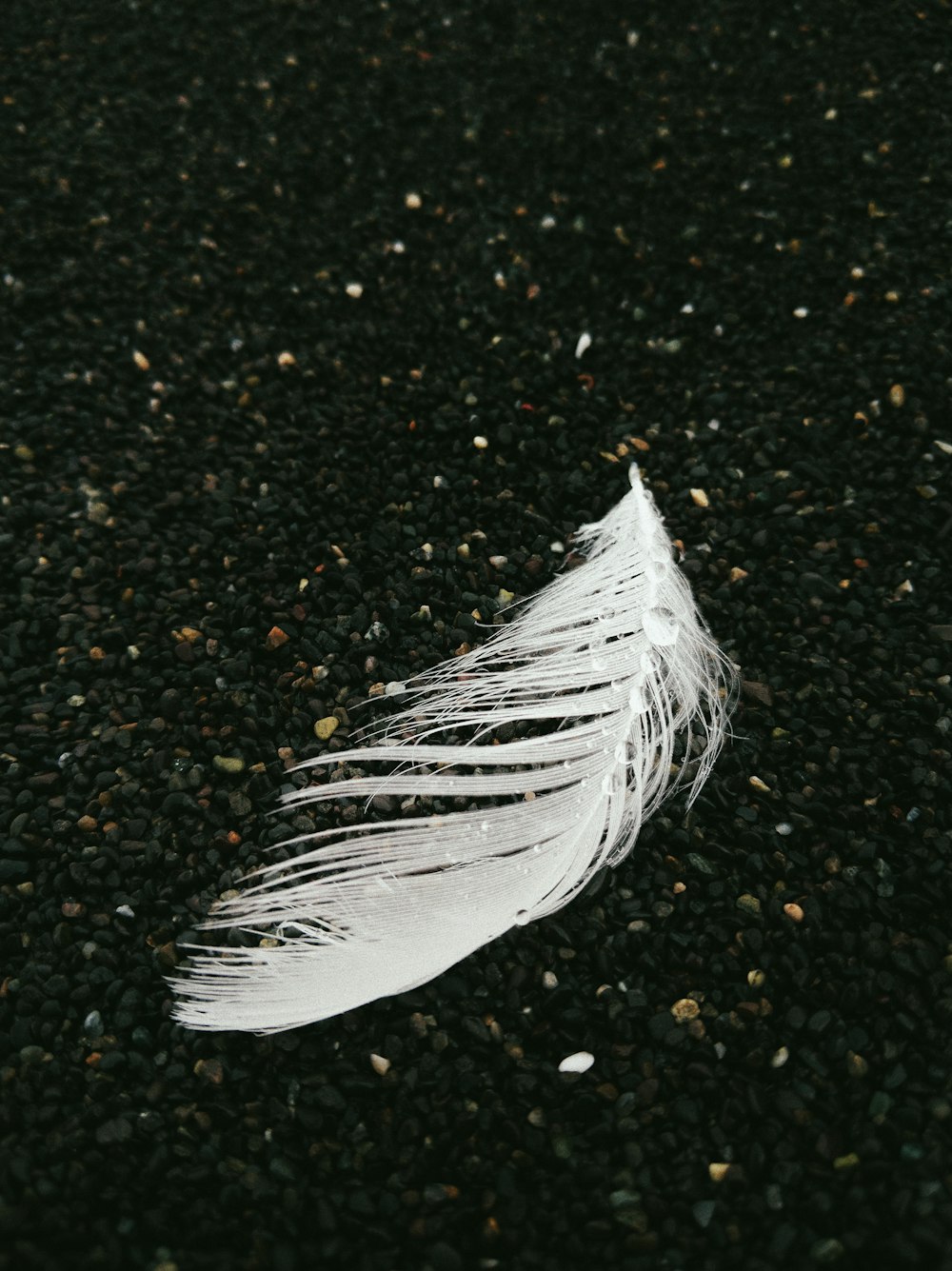 White Feather Stock Photos, Images and Backgrounds for Free Download