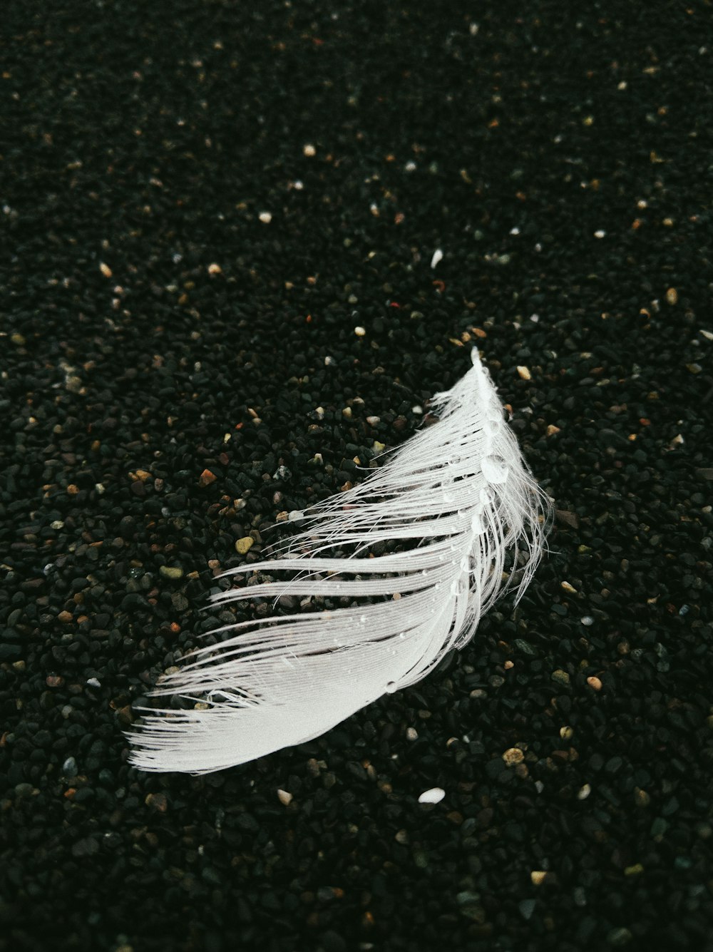 white feather on black and brown soil