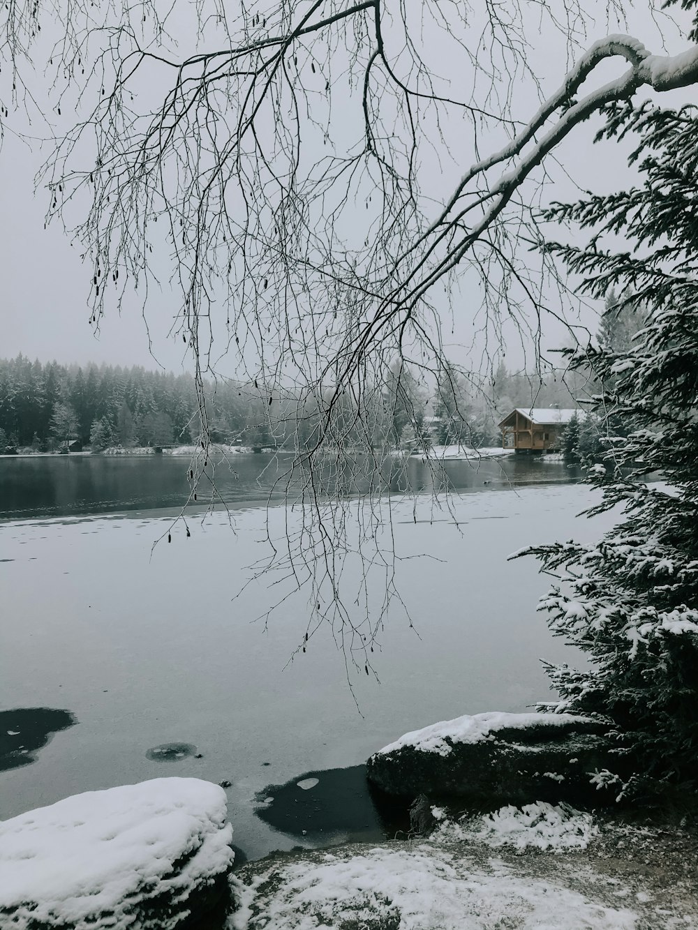 bare trees near body of water during daytime