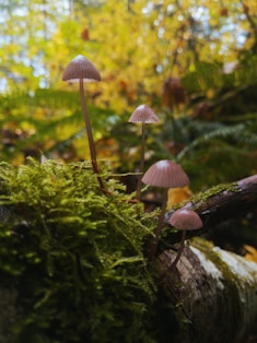 white mushroom on green moss