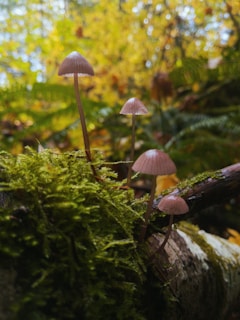 white mushroom on green moss