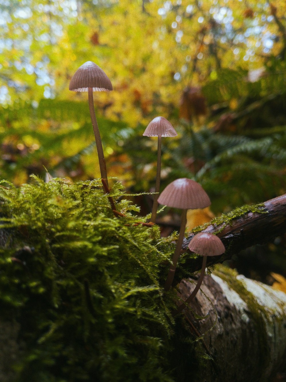 緑の苔に白いキノコ