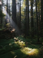 Carbon offset