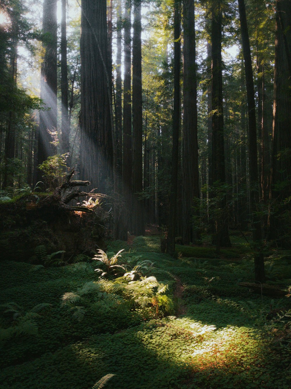 Herbe verte et arbres pendant la journée