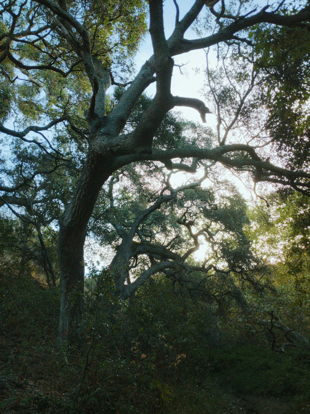 green and brown trees during daytime