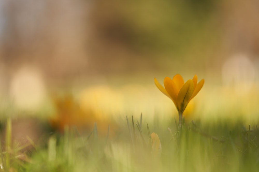 yellow flower in green grass field