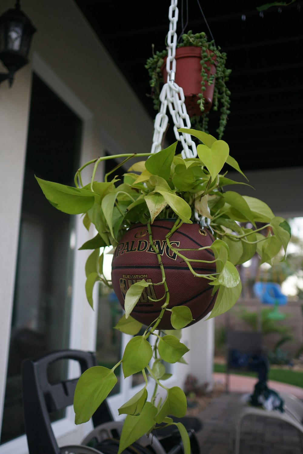 green plant on brown clay pot