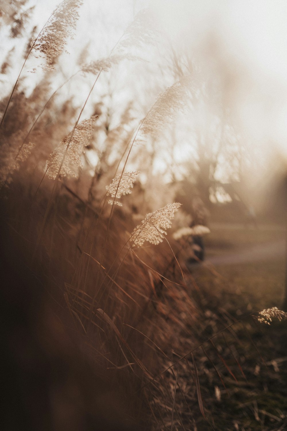 brown grass field during daytime