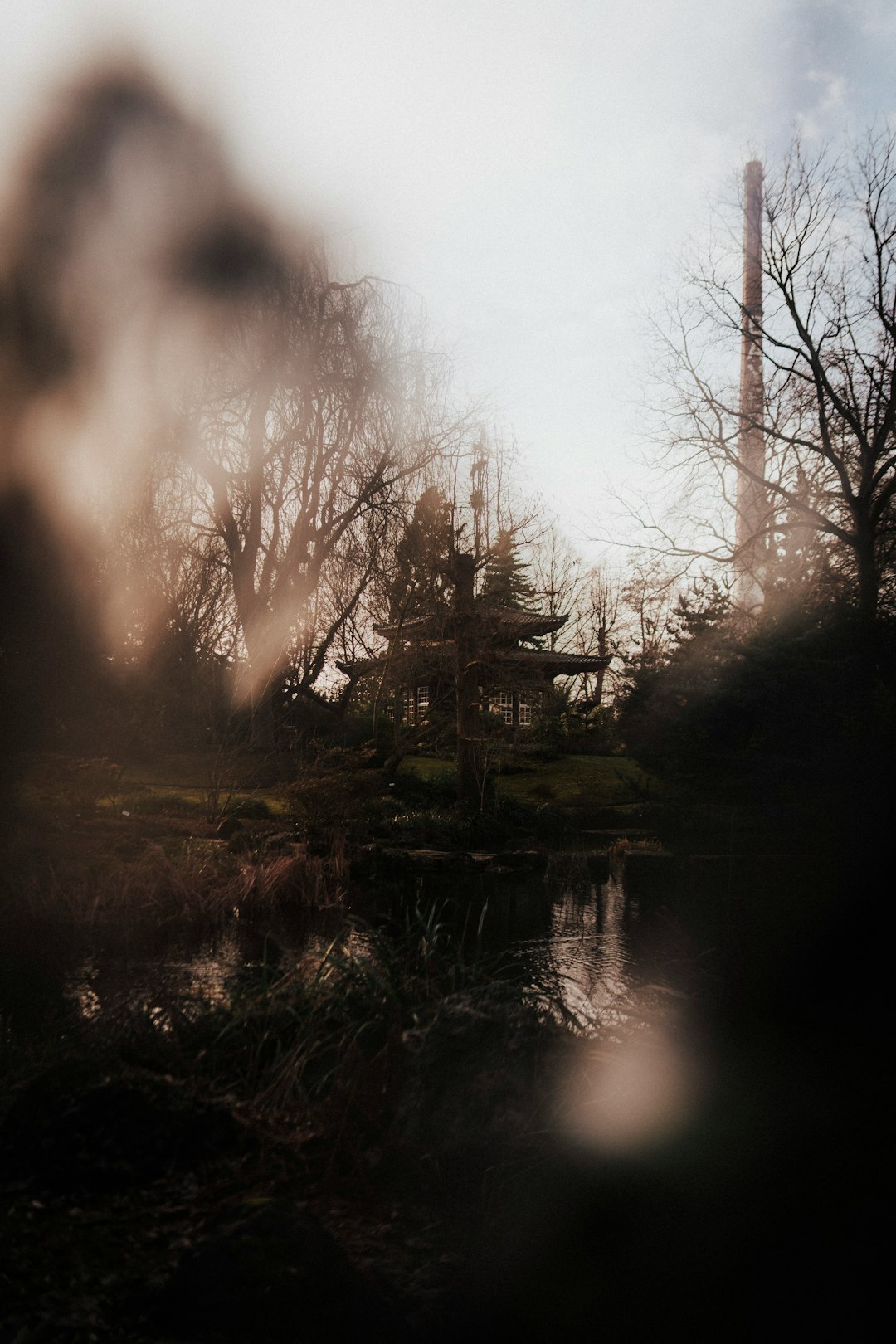 bare trees near body of water during daytime