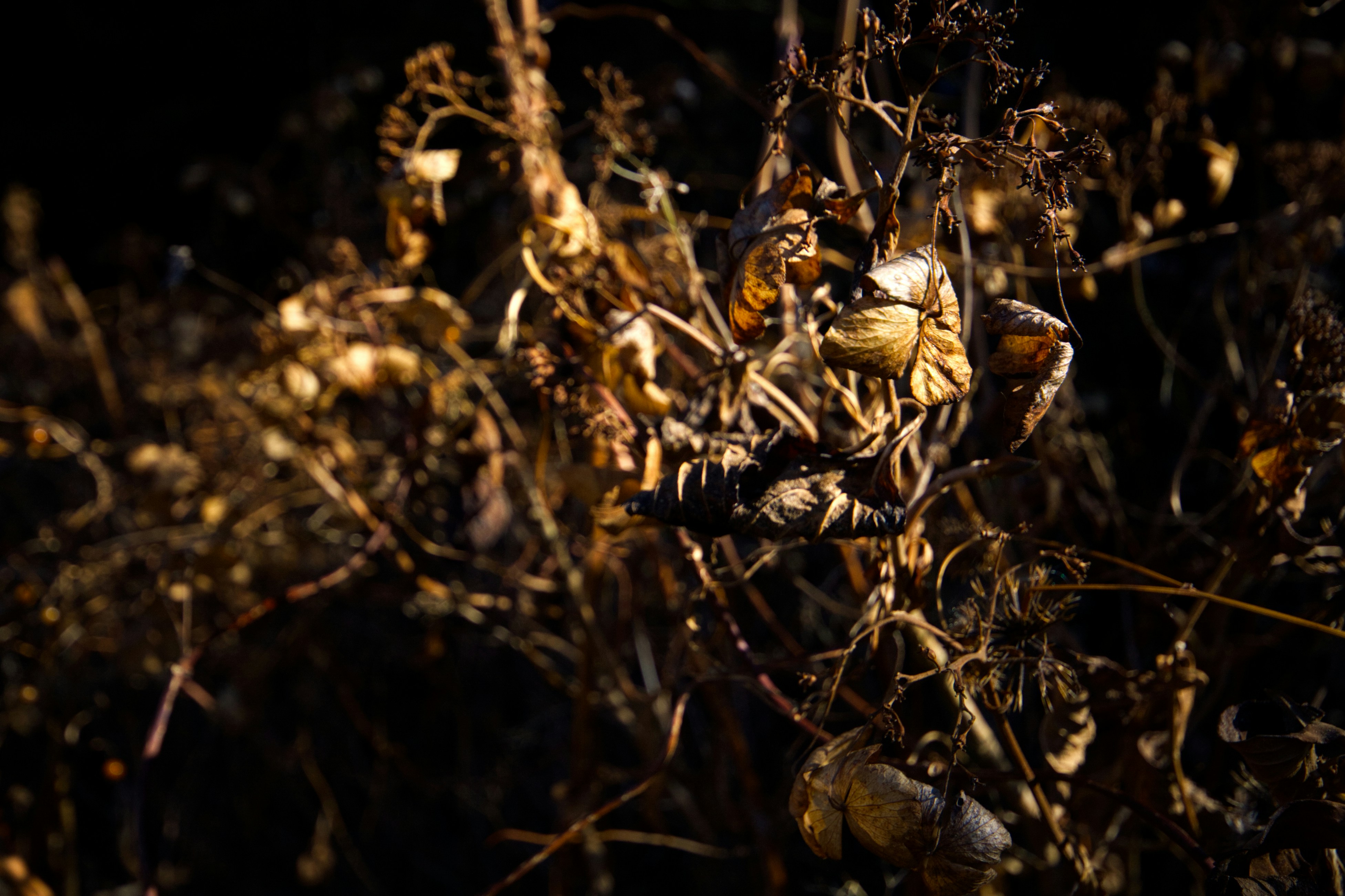 Photo by risto_kokkonen