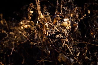 brown and black spider on brown plant stem