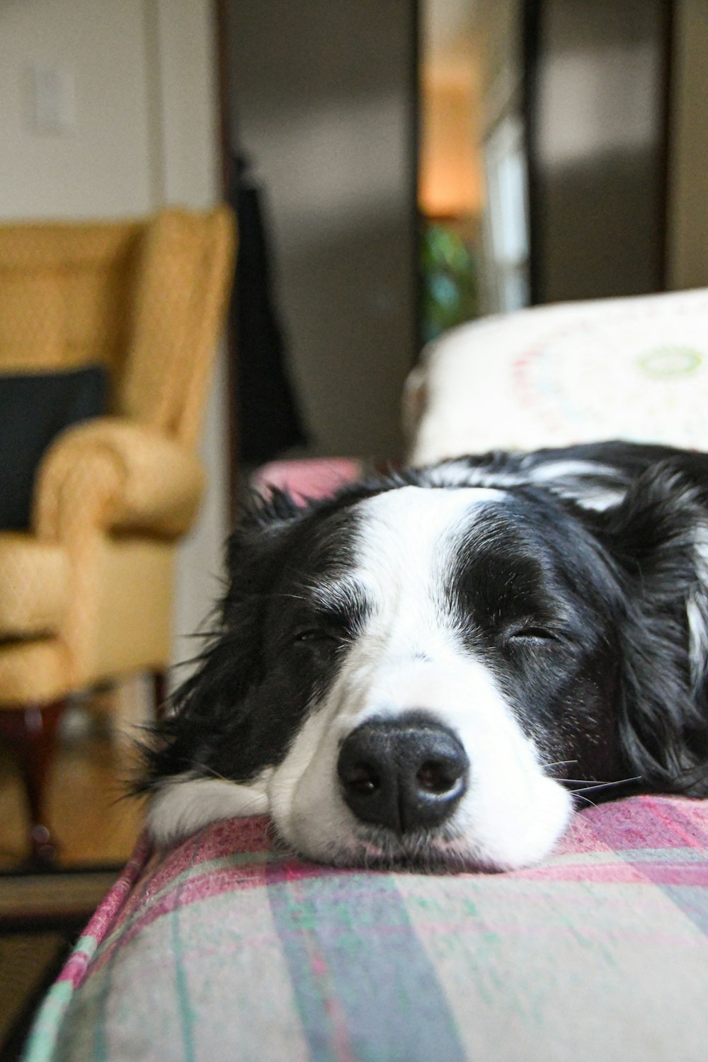 black and white short coat dog lying on pink and white textile