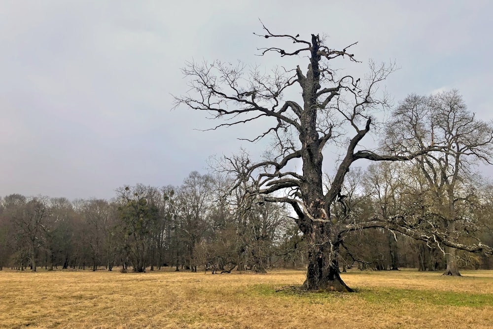 leafless tree on green grass field