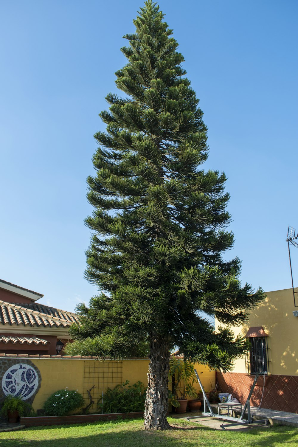 green pine tree near brown concrete building