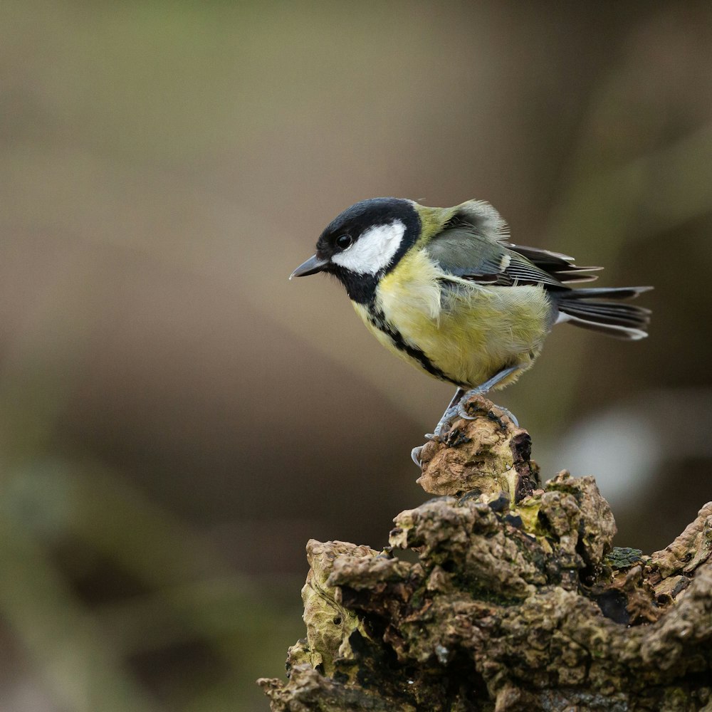 black and yellow bird on brown tree branch