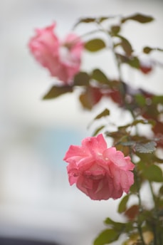 A close-up of a soft pink rose with dewdrops, symbolizing fresh beauty.