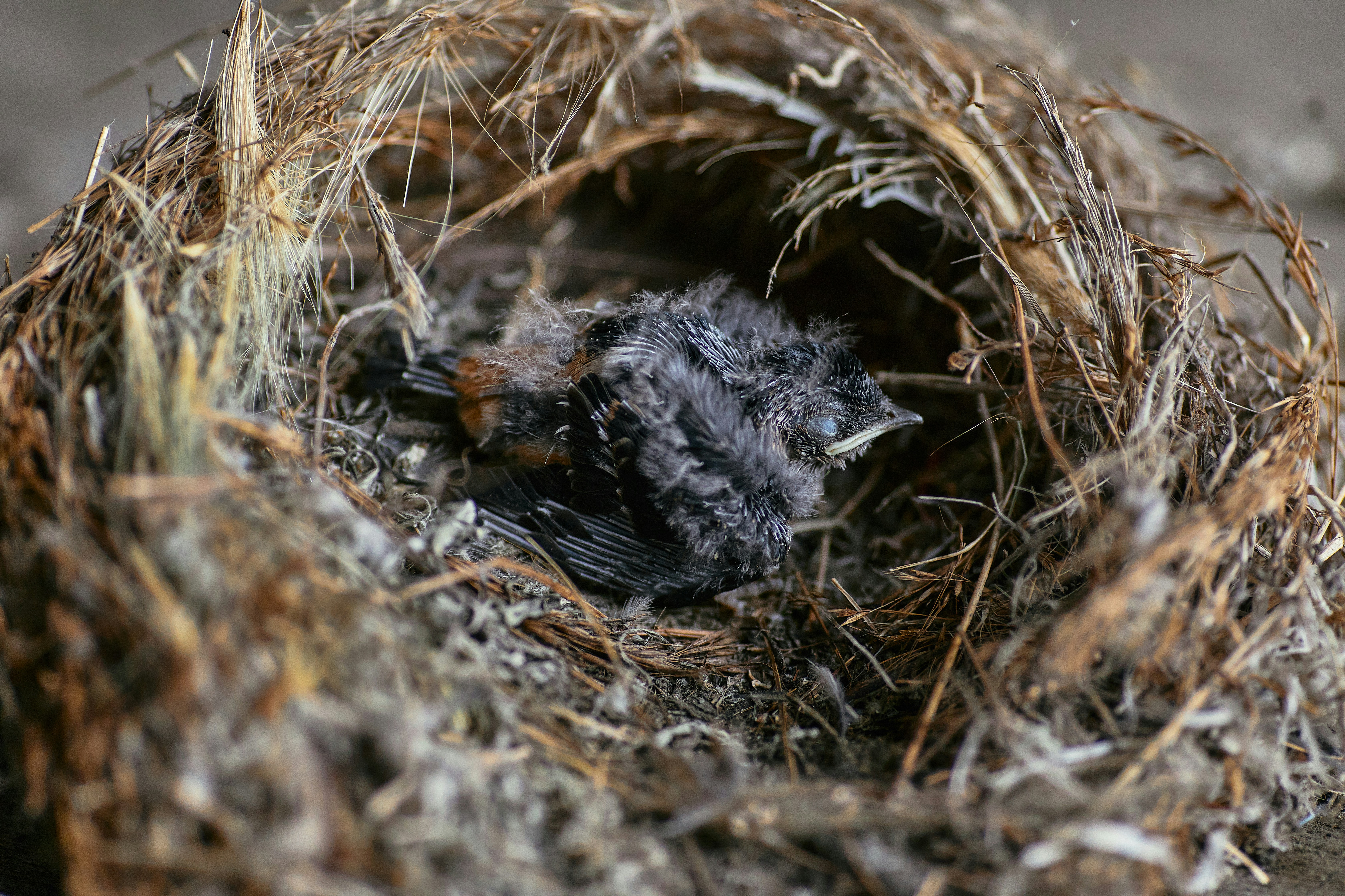 Nest Success And Human Impact: Unveiling Nature’s Delicate Balance