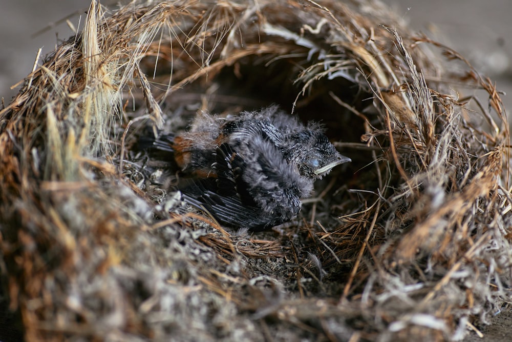 black bird on brown grass