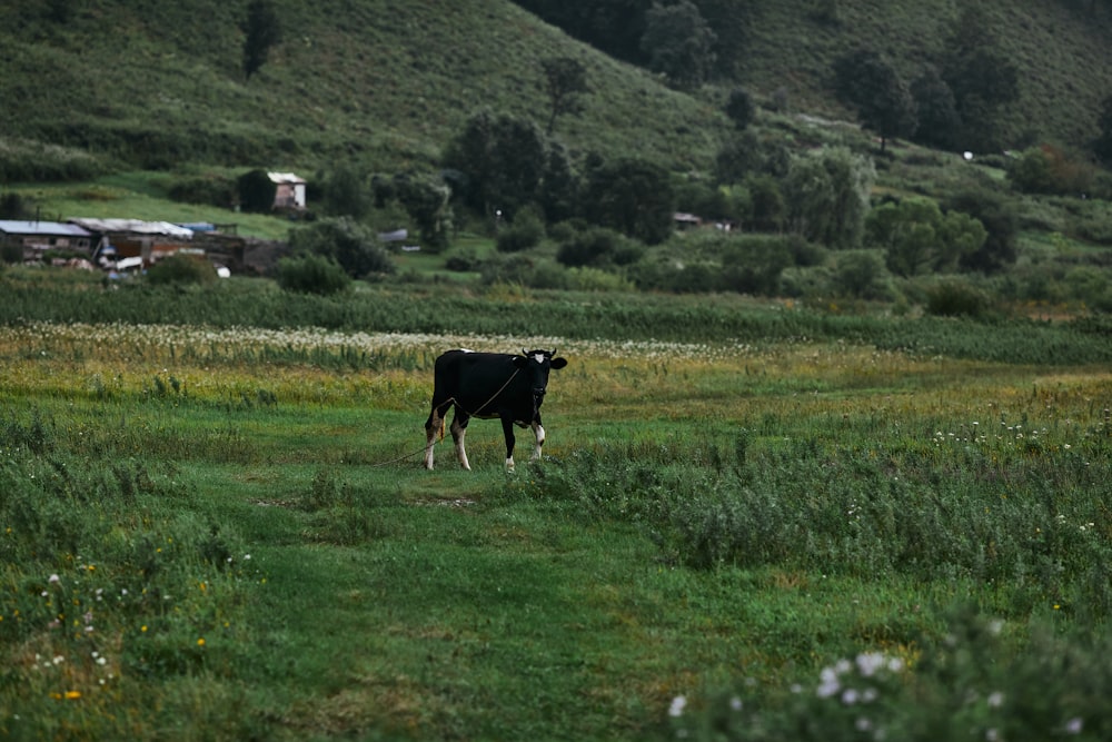 black and white cow on green grass field during daytime