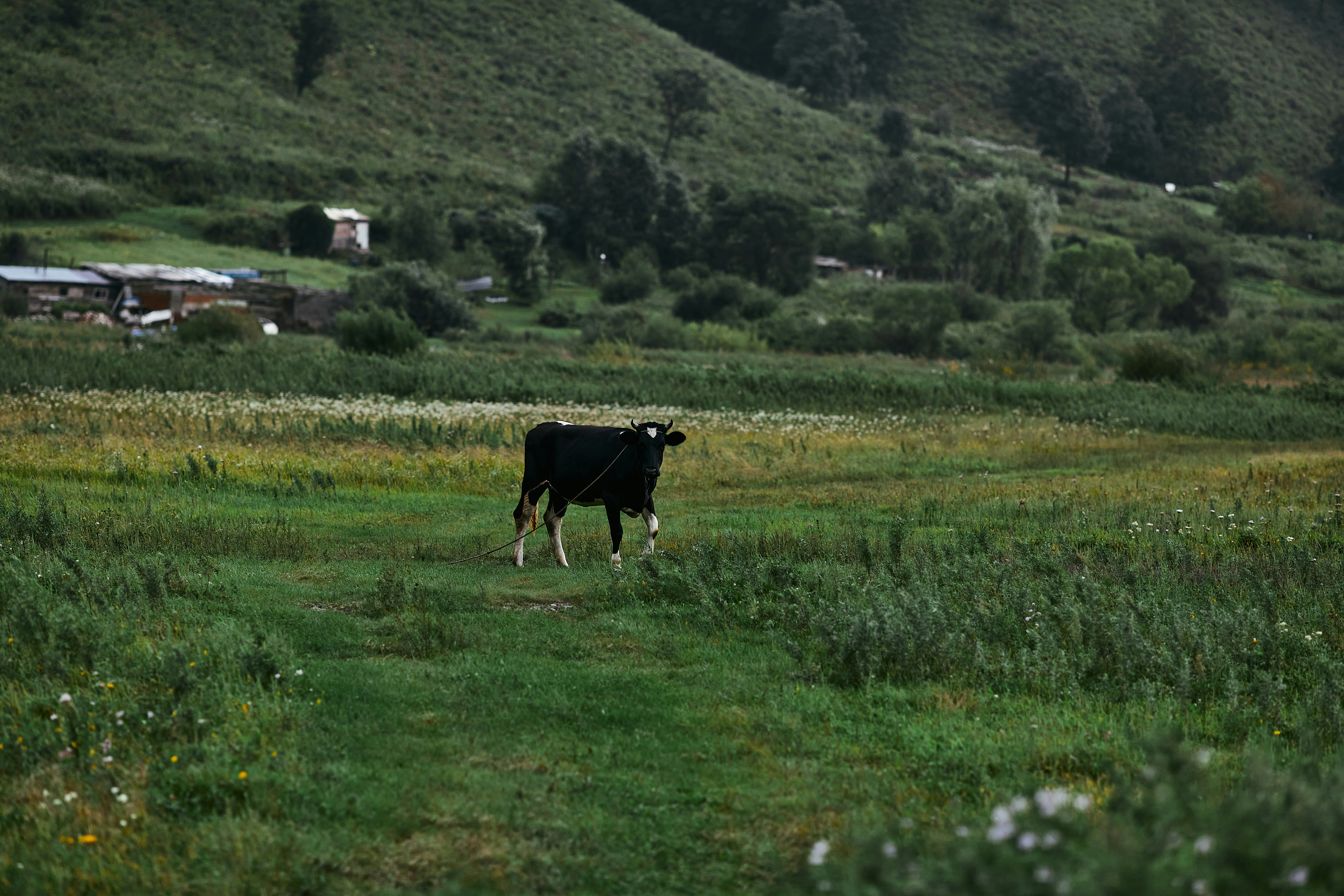 Horizontal background with a cow, a forest, the foot of the mountain and wooden houses from the russian countryside. Abstract background with a cow grazing in an autumn meadow during a storm. Green meadow and grazing cow - gloomy background for news articles, social media, websites, photoshop and design