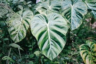 Large, vibrant green leaves with prominent veins dominate the foreground, surrounded by lush greenery and other smaller plants in the background. The leaves have a glossy texture and show variations of green shades, creating a rich, natural environment.
